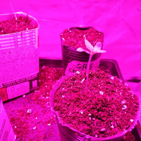 Carola growlog timeline photo