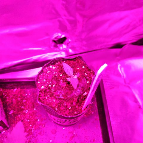 Giselle growlog timeline photo