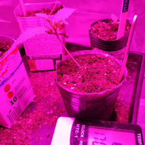 Carola growlog timeline photo