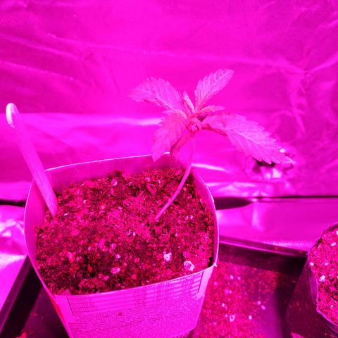 Sara growlog timeline photo