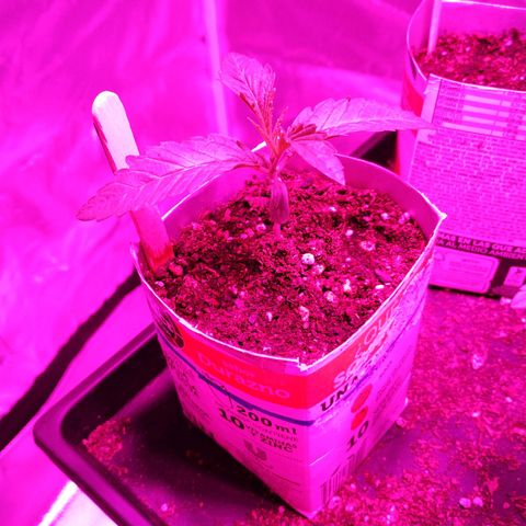 Muzza growlog timeline photo