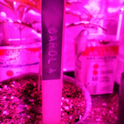 Carola growlog timeline photo