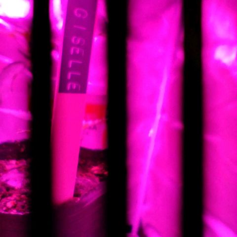 Giselle growlog timeline photo
