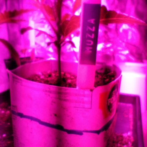 Muzza growlog timeline photo