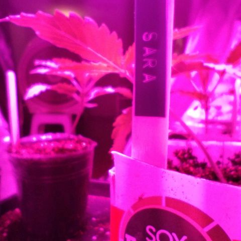 Sara growlog timeline photo