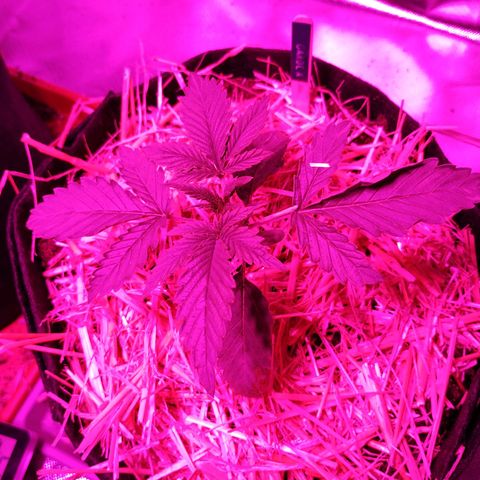 Carola growlog timeline photo
