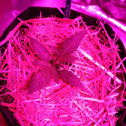 Giselle growlog timeline photo