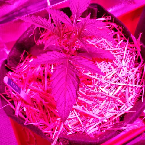 Muzza growlog timeline photo