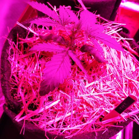 Sara growlog timeline photo