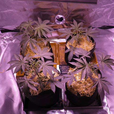 Sara growlog timeline photo