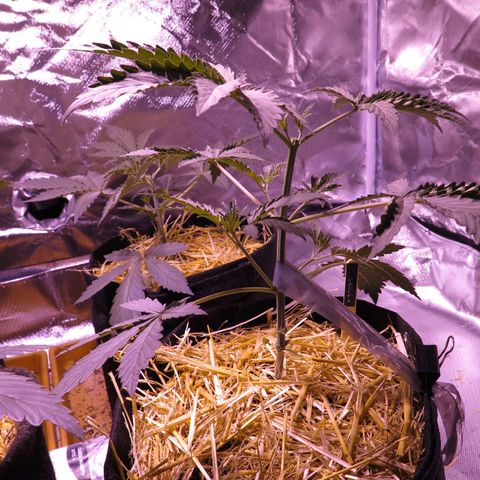 Carola growlog timeline photo