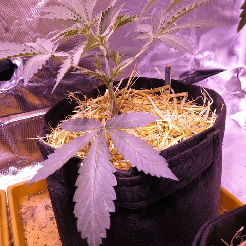 Giselle growlog timeline photo