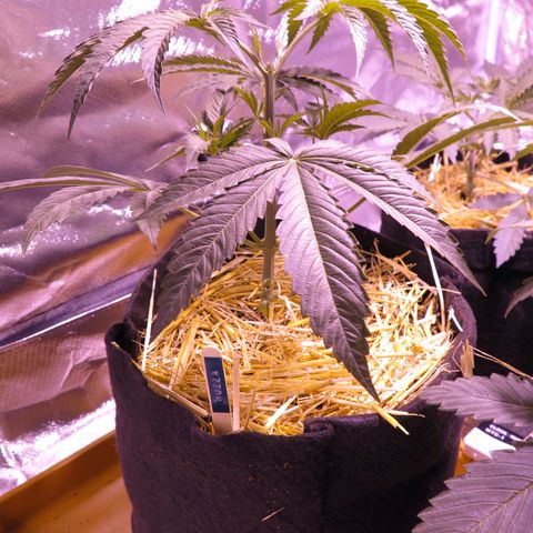 Muzza growlog timeline photo