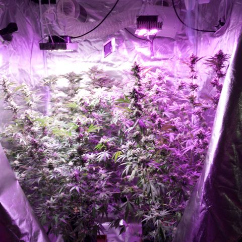 Sara growlog timeline photo