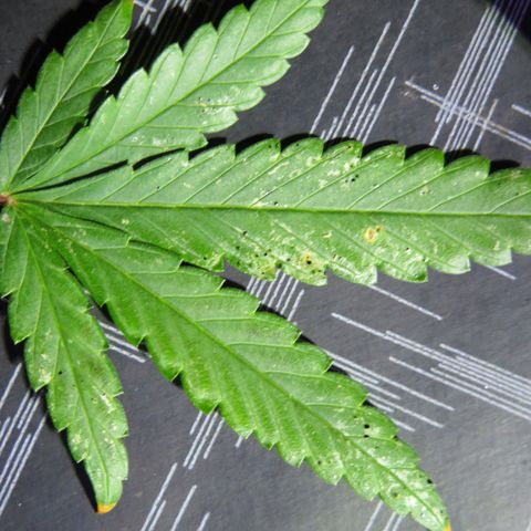 Giselle growlog photo: Hoja percudida por la arañita roja