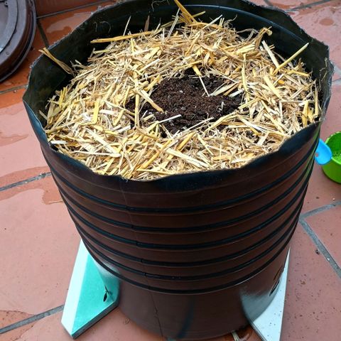 Helga growlog photo: Recién trasplantada