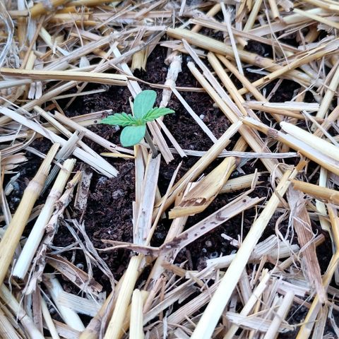 Helga growlog timeline photo