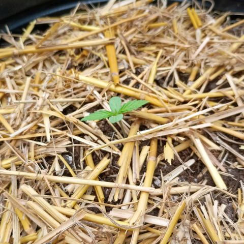 Helga growlog timeline photo