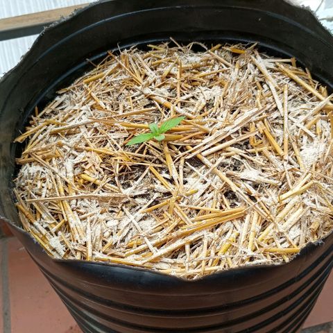 Helga growlog timeline photo