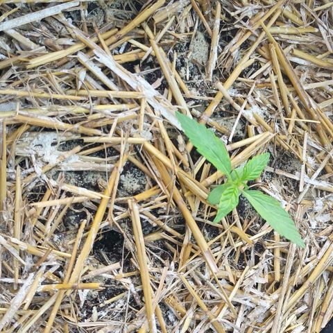 Helga growlog timeline photo