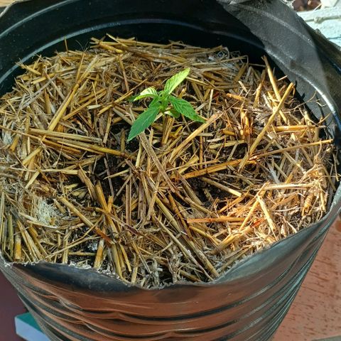 Helga growlog timeline photo