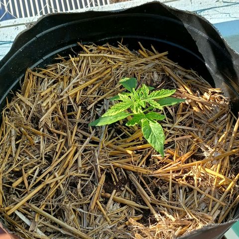 Helga growlog timeline photo