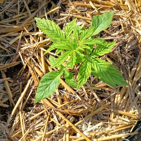 Helga growlog timeline photo