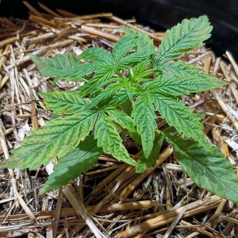 Helga growlog timeline photo