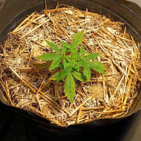 Helga growlog timeline photo