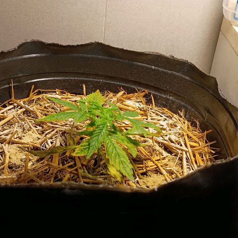 Helga growlog timeline photo