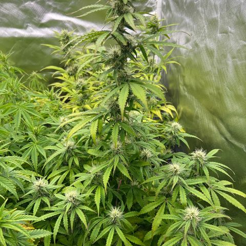Sticky  #2 growlog timeline photo
