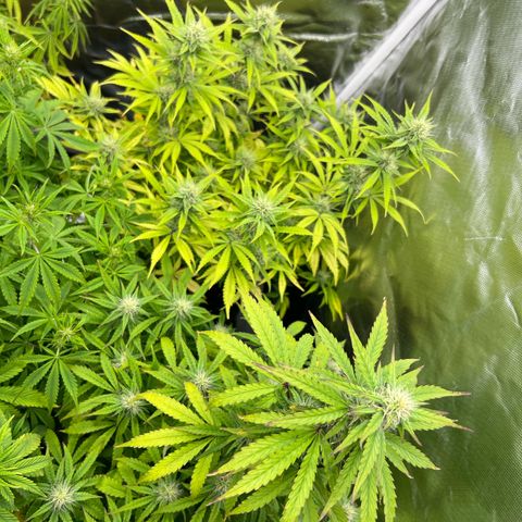 Sticky  #2 growlog timeline photo
