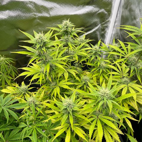 Sticky  #2 growlog timeline photo