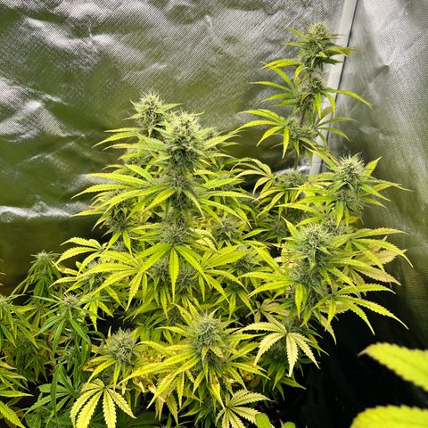 Sticky  #2 growlog timeline photo