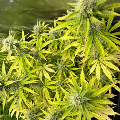 Sticky  #2 growlog timeline photo