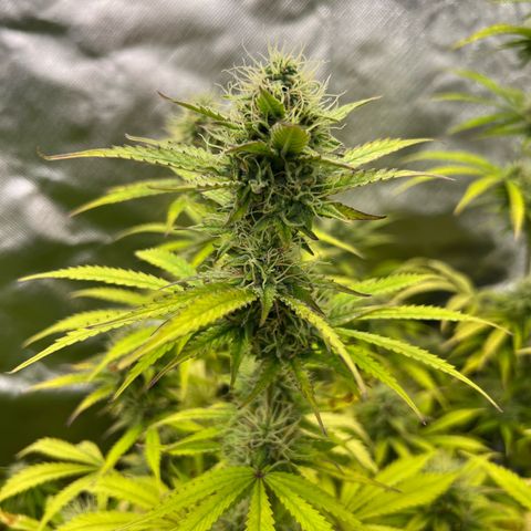 Sticky  #2 growlog timeline photo