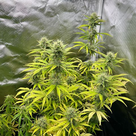 Sticky  #2 growlog timeline photo