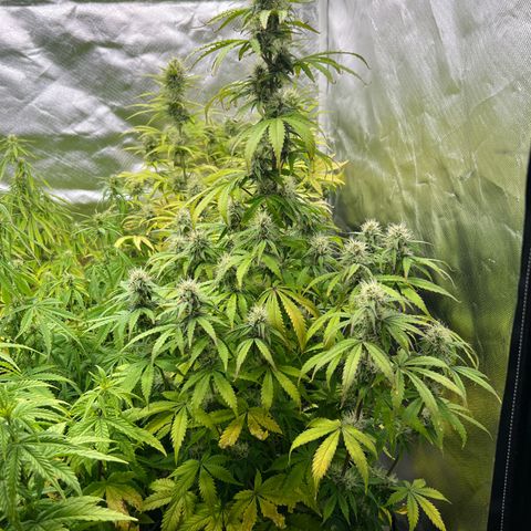 Sticky  #3 growlog timeline photo