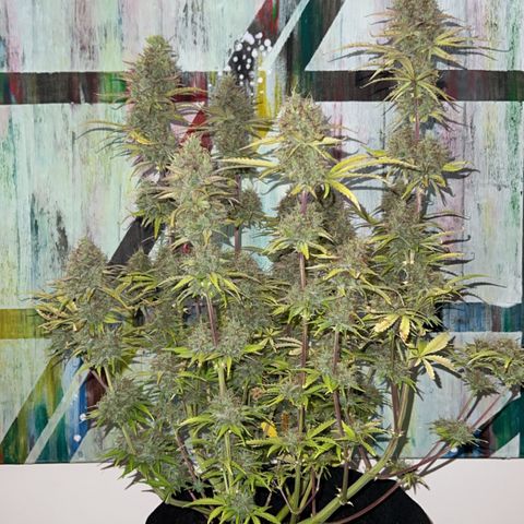 Sticky  #2 growlog timeline photo