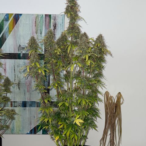 Sticky  #3 growlog timeline photo