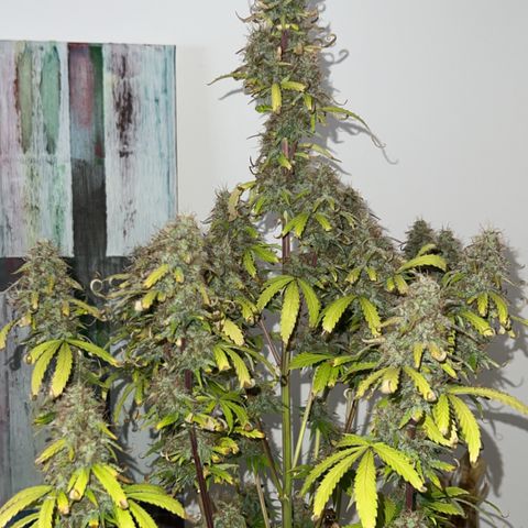 Sticky  #3 growlog timeline photo