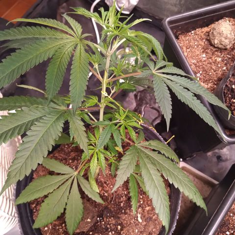 Sweet cheese growlog timeline photo