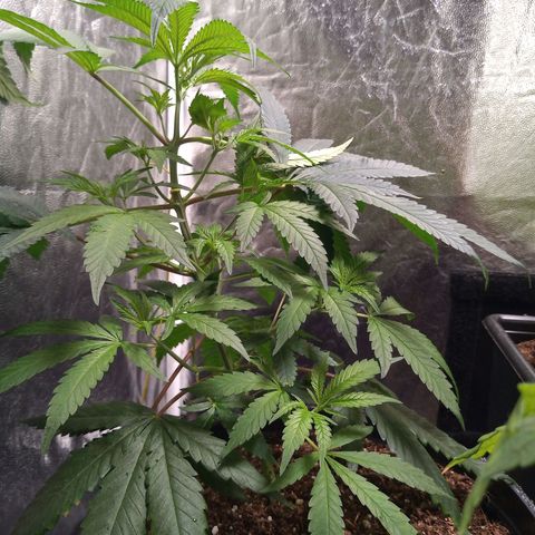 Sweet cheese growlog timeline photo