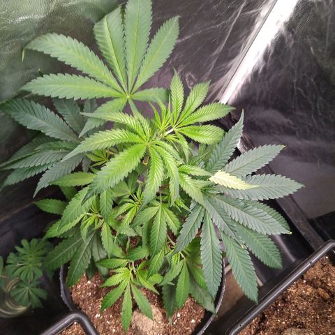 Sweet cheese growlog timeline photo