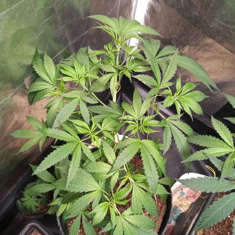 Sweet cheese growlog timeline photo