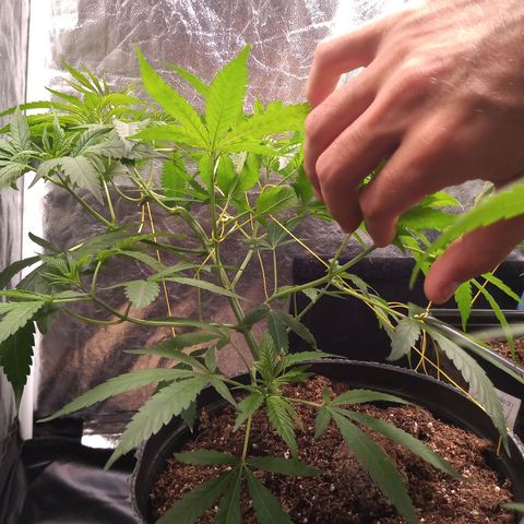 Sweet cheese growlog timeline photo