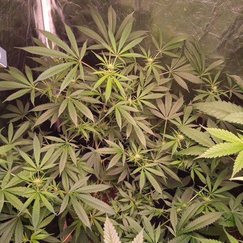 Sweet cheese growlog timeline photo