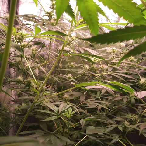 Sweet cheese growlog timeline photo