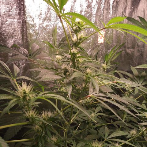 Sweet cheese growlog timeline photo