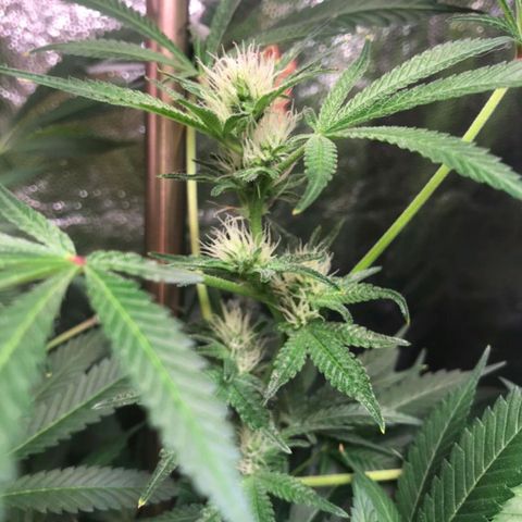 Sweet cheese growlog timeline photo